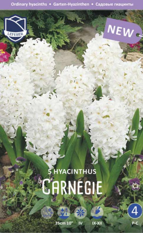 Гиацинты Carnegie (Lefeber)