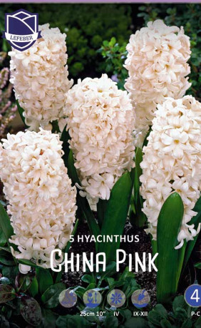 Гиацинты China Pink (Lefeber)