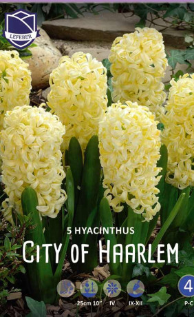 Гиацинты City of Haarlem (Lefeber)