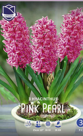 Гиацинты комнатные Pink Pearl (Lefeber)