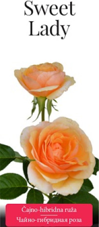 Розы саженцы чайно-гибр Sweet Lady    