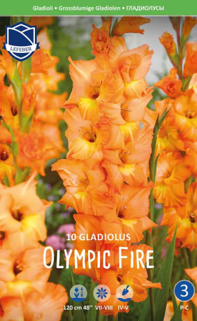 Гладиолус Olympic Flame (Lefeber)
