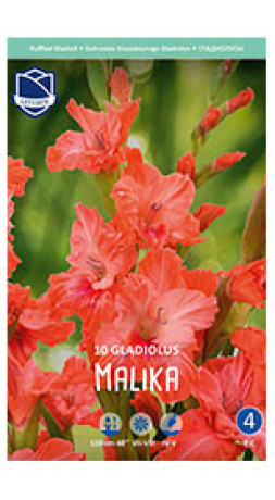 Гладиолус Malika (Lefeber)