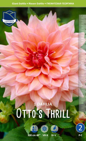 Георгина Otto's Thrill (Lefeber)