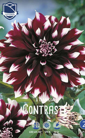 Георгина Contraste (Lefeber)