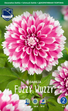 Георгина Fuzzy Wuzzy (Lefeber)