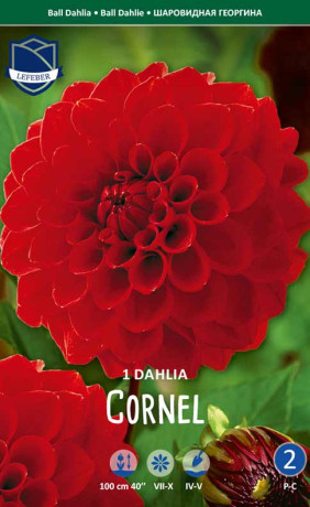 Георгина Cornel (Lefeber)