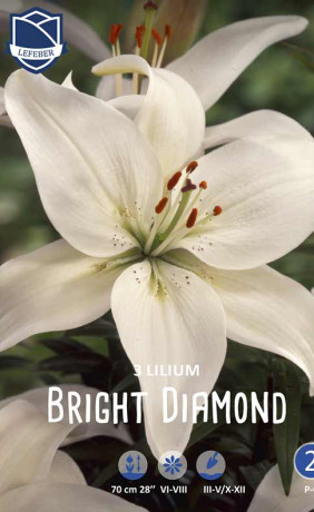 Лилия Bright Diamond (Lefeber)