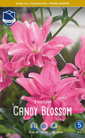 Лилия double Candy Blossom (Lefeber)