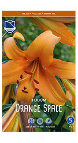 Лилия O.T. Orange Space (Lefeber)