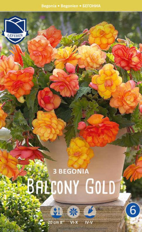 Бегония Balcony Gold (Lefeber)