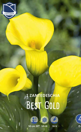 Калла Best Gold (Lefeber)