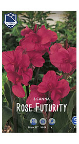 Канна Rose Futurity (Lefeber)