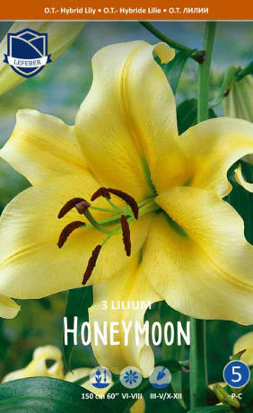 Лилия O.T. Honeymoon (Lefeber)