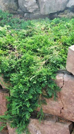 Саженцы Можжевельник горизонтальный Вилтонни С2 НС