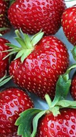 Рассада земляники садовой Вима Тарда конт. Р9 (Клубника) (НС)