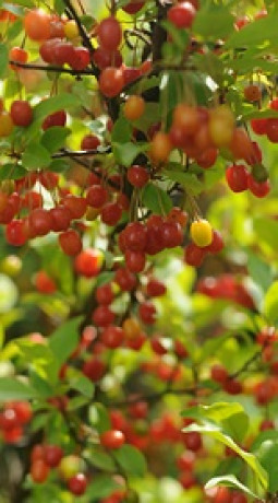 Саженец Лох многоцветковый Гуми в контейнере С5 (НС)