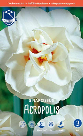 Нарциссы Acropolis (Lefeber)