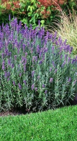 Саженец лаванды Хидкот в конт. С2 (НС)