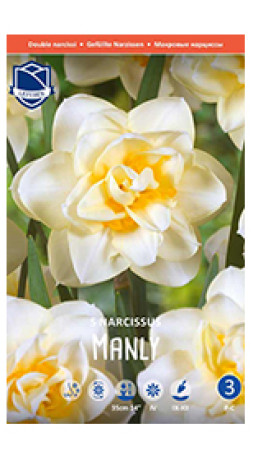 Нарциссы Manly (Lefeber)