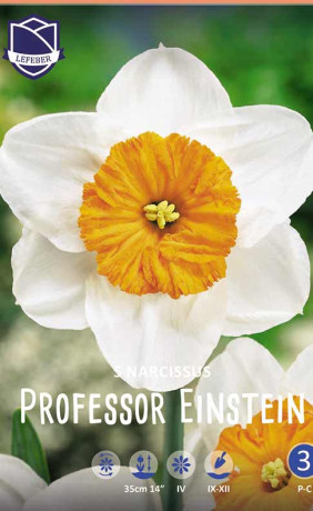 Нарциссы Professor Einstein (Lefeber)