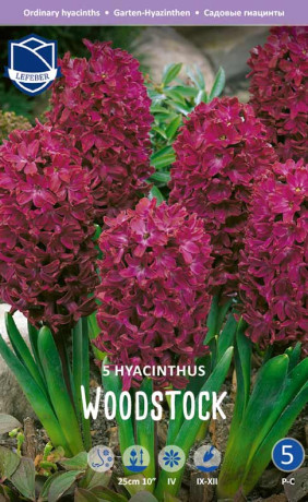 Гиацинты Woodstock (Lefeber)