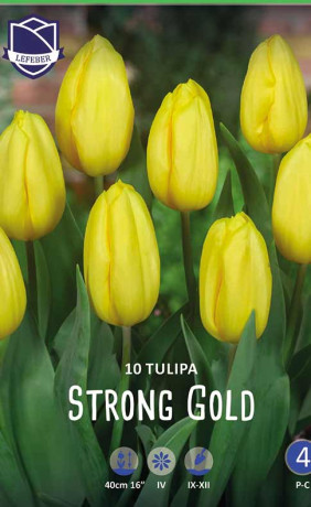 Тюльпаны Strong Gold (Lefeber)