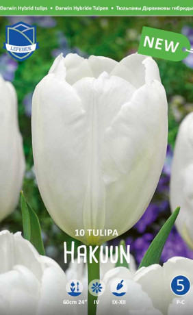 Тюльпаны Hakuun (Lefeber)