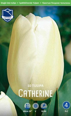 Тюльпаны Catherina (Lefeber)