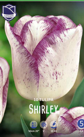 Тюльпаны Shirley (Lefeber)