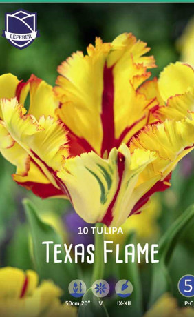 Тюльпаны Texas Flame (Lefeber)