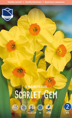 Нарциссы Scarlet Gem (Lefeber)