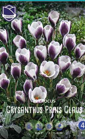 Крокусы chrysanthus Prins Claus (Lefeber)