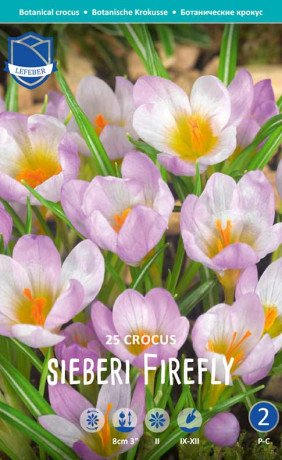 Крокусы sieberi Firefly (Lefeber)