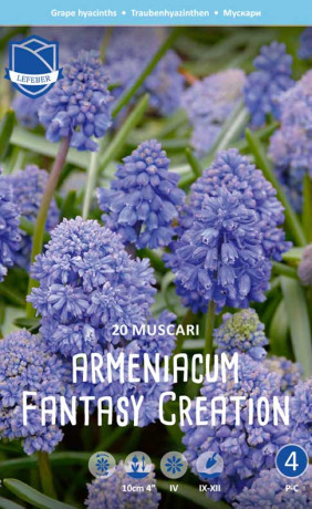 Мускари armeniacum Fantasy Creation (Lefeber)