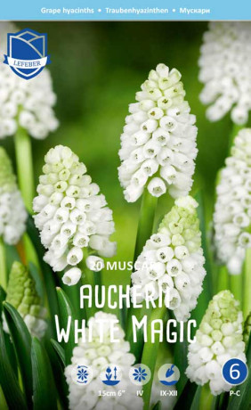 Мускари aucheri White Magic (Lefeber)