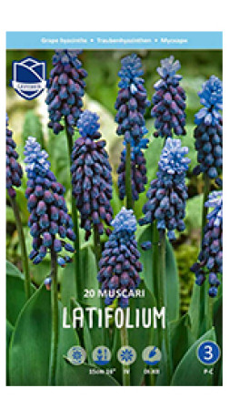 Мускари latifolium (Lefeber)