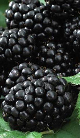 Саженец ежевики Блек Сатин в конт. С2 (НС)