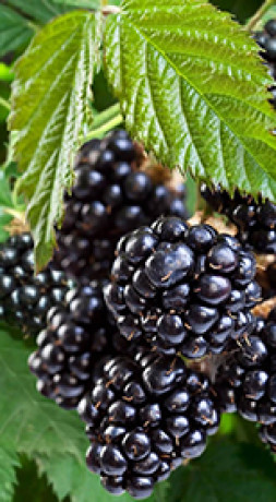 Саженец ежевики Навахо в конт. С2 (НС)