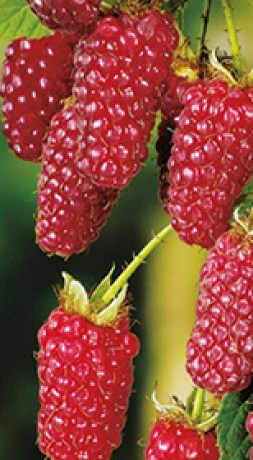 Саженец ежемалины Тайбери в конт. С2 (Новатор Сад КХ)