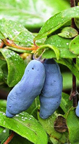 Саженец жимолости Восторг в конт. Р9 (НС)