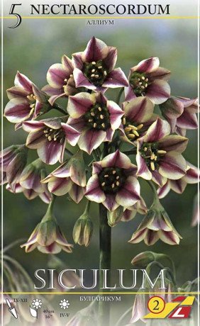 Нектароскордум siculum (Lefeber)