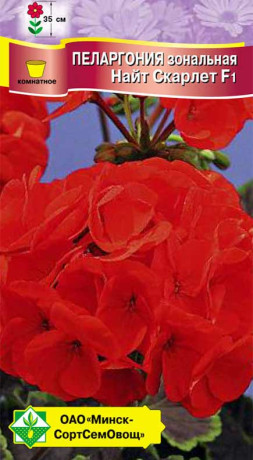 Пеларгония зональная Найт Скарлет F1 4шт