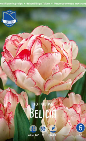 Тюльпаны Belicia (Lefeber)