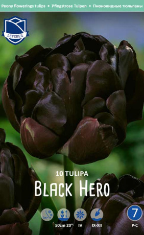 Тюльпаны Black Hero (Lefeber)