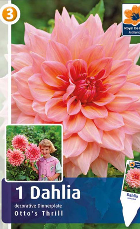 Георгина Otto's Thrill (R. De Ree)