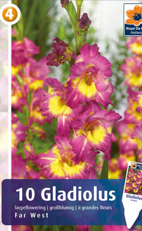 Гладиолус Far West (R. De Ree)