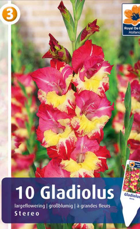 Гладиолус Stereo (R. De Ree)
