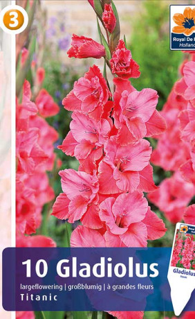 Гладиолус Titanic (R. De Ree)