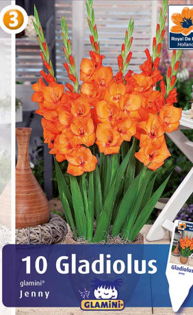 Гладиолус Jenny (R. De Ree)